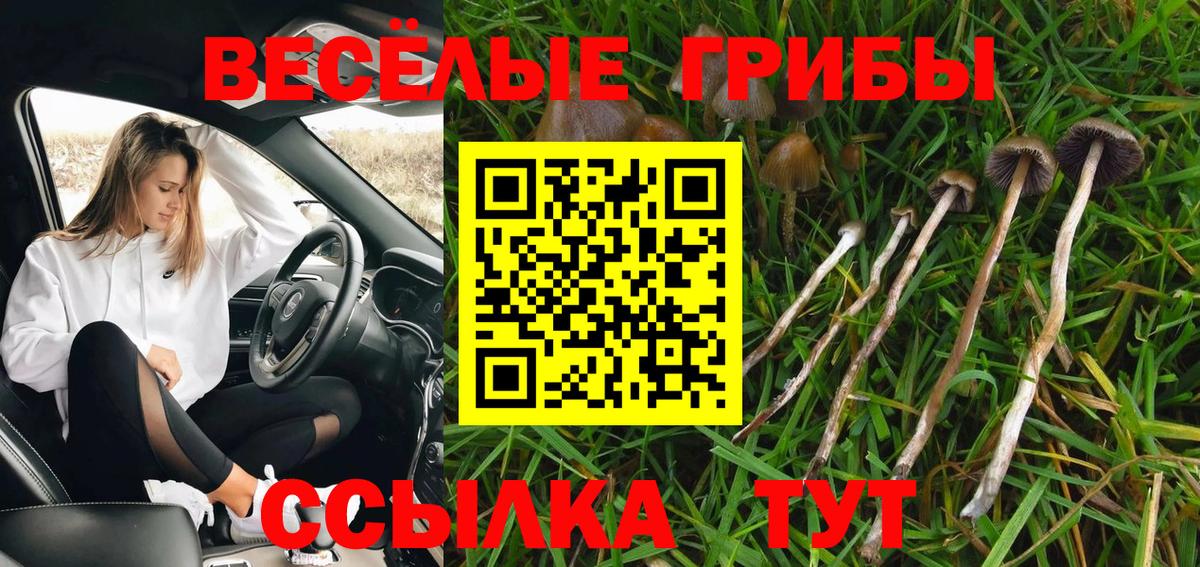 Камышлов  Псилоцибиновые грибы ЛСД  Вход с VPN 